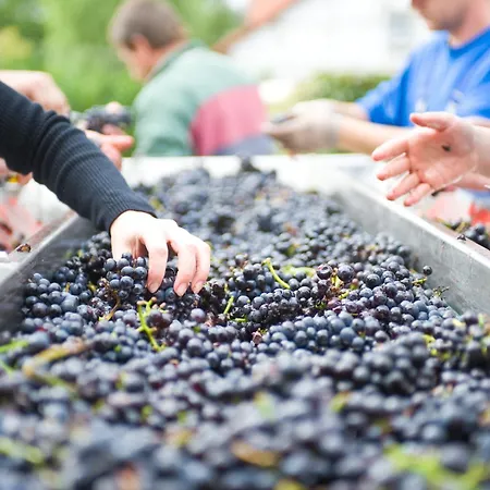 Apartamento Weingut Sonnenberg *